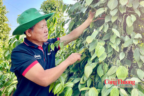 Giá tiêu hôm nay 9/8/2026: Bất ngờ giảm mạnh 2.000 đồng/kg