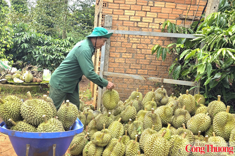 Lãnh đạo xã làm KOL, KOC bán sầu riêng online, hàng ngàn đơn đã chốt
