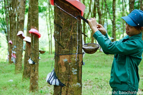 Giá cao su duy trì đà tăng nhờ nguồn cung toàn cầu thắt chặt
