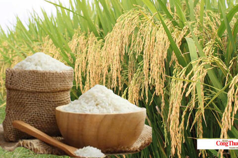 Giá lúa gạo hôm nay ngày 23/8, tuần qua: Lúa tươi biến động trái chiều