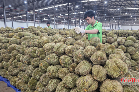 Đắk Lắk đặt mục tiêu xuất khẩu đạt hơn 1 tỷ USD trong 4 tháng cuối năm