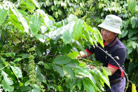 Bản tin nông sản hôm nay (24-9): Giá cà phê, giá hồ tiêu giảm mạnh