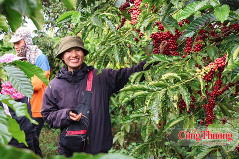 Giá cà phê hôm nay 10/10/2026: Đi ngang, cao nhất 91.800 đồng/kg