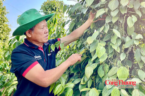 Giá tiêu hôm nay 15/10/2026: Tăng nhẹ 500 đồng/kg