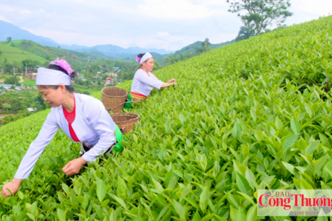 Phú Thọ: Phát huy lợi thế vùng chè, nâng tầm sản phẩm OCOP