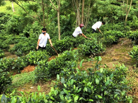 Thống nhất chính sách, nâng tầm 605 sản phẩm OCOP tỉnh Lào Cai sau sáp nhập