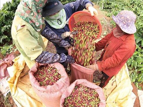 Bản tin nông sản hôm nay (12-3): Giá cà phê giảm nhẹ