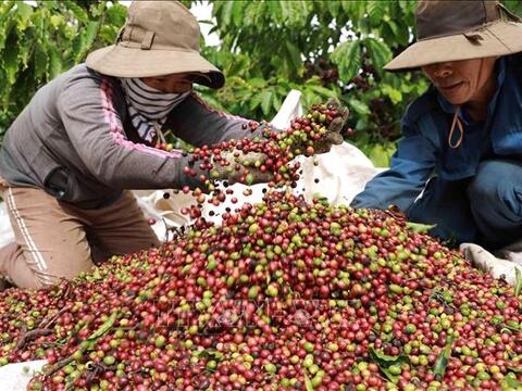 Bản tin nông sản hôm nay (17-3): Giá cà phê giảm