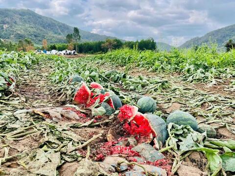 Dưa hấu Gia Lai 'được mùa mất giá', nông dân gồng mình bán lỗ