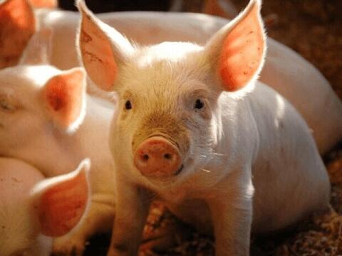 Giá heo hơi hôm nay 19/3/2026: Tăng đồng loạt từ 1.000 - 2.000 đồng/kg