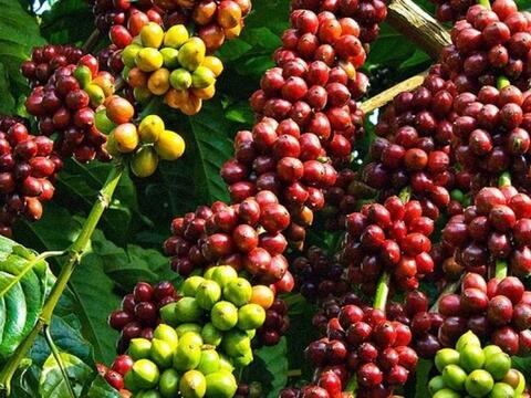 Bản tin nông sản hôm nay (19-3): Giá cà phê tiếp đà tăng, hồ tiêu giữ giá cao