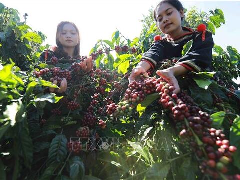 Bản tin nông sản hôm nay (20-3): Giá cà phê tăng nhẹ