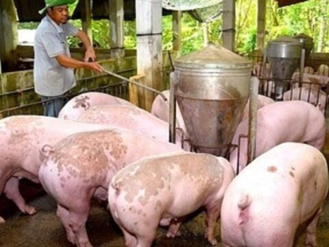 Giá heo hơi hôm nay 21/3/2026: Tăng rải rác nhiều nơi