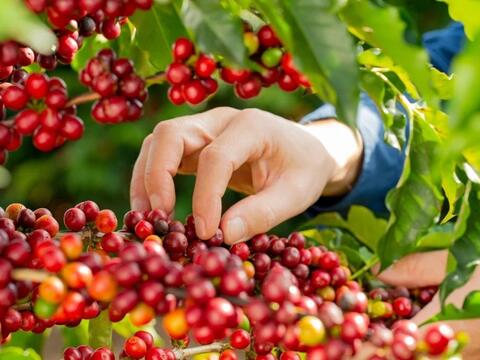 Bản tin nông sản hôm nay (23-3): Giá cà phê tăng nhẹ