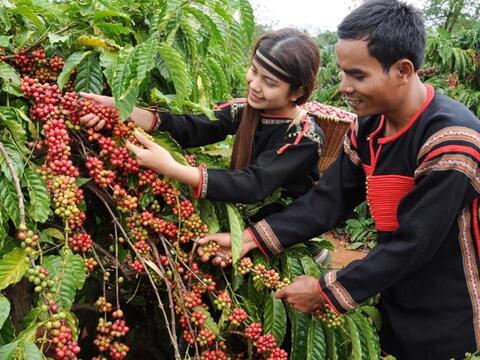 Bản tin nông sản hôm nay: Giá cà phê, hồ tiêu đi ngang