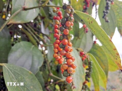 Bản tin nông sản hôm nay (25-3): Giá cà phê giảm, lúa gạo lặng sóng, hồ tiêu ổn định