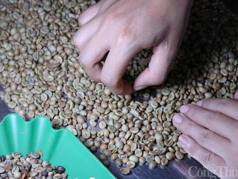 Giá cà phê hôm nay 27/3/2026: Giảm 800 - 1.000 đồng/kg