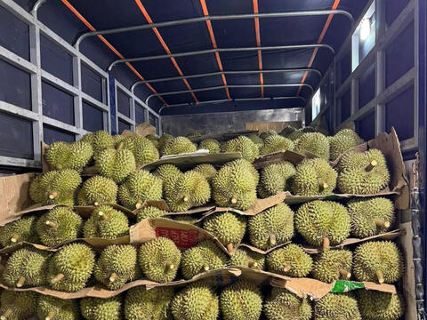 Đồng Tháp: Nông dân phấn khởi khi giá sầu riêng trái vụ tăng mạnh