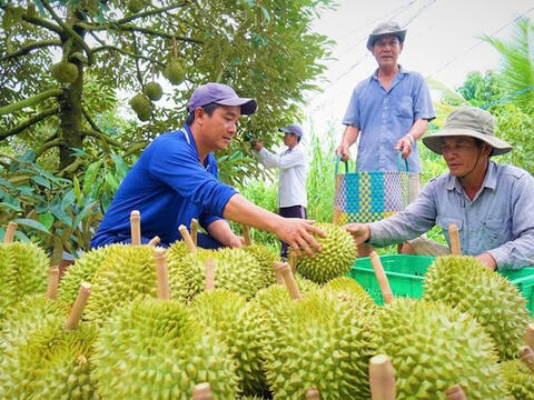 Đồng Tháp: Nông dân phấn khởi khi giá sầu riêng trái vụ tăng mạnh