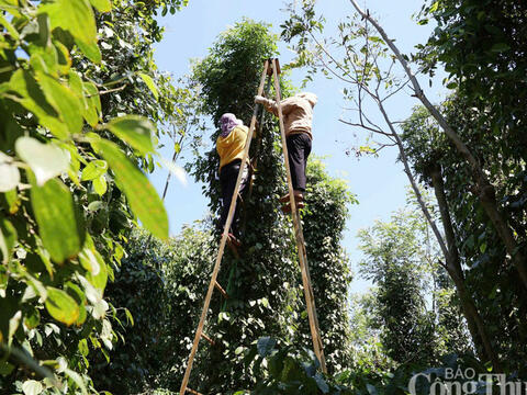 Giá tiêu hôm nay 28/3/2026: Bật tăng mạnh 1.500 - 2.000 đồng/kg