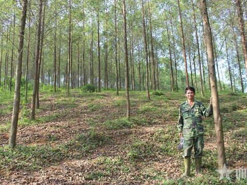 6 tỉnh miền Bắc Việt Nam sẽ nhận gần 72 triệu USD cho nỗ lực bảo vệ rừng