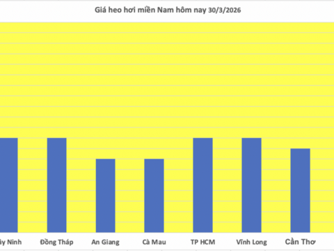 Giá heo hơi hôm nay 30/3/2026: Tiếp tục giảm nhiều nơi