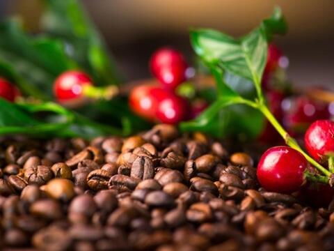 Bản tin nông sản hôm nay (31-3): Giá hồ tiêu bật tăng