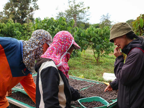 Giá cà phê hôm nay 31/3/2026: Tăng nhẹ 200 đồng/kg tại Lâm Đồng