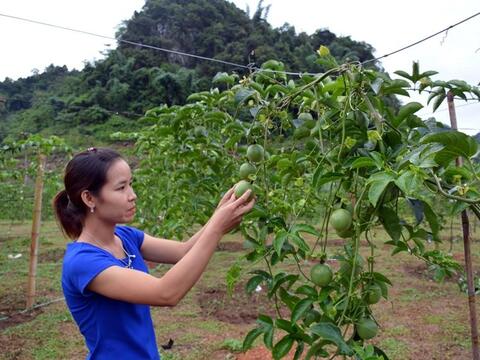 Chanh leo liệu có trở thành cây xuất khẩu tỷ đô?