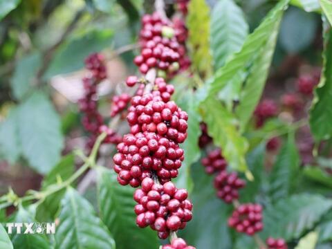 Bản tin nông sản hôm nay (2-4): Giá hồ tiêu đồng loạt giảm, cà phê trong nước tăng mạnh