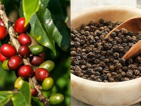 Bản tin nông sản hôm nay (4-4): Giá hồ tiêu tăng trở lại, cà phê quay đầu giảm, gạo xuất khẩu tăng