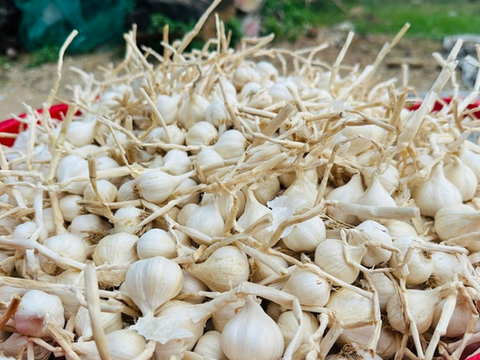 Giá nông sản hôm nay 9/4: Giá tiêu xuất khẩu tăng; mít thái biến động mạnh