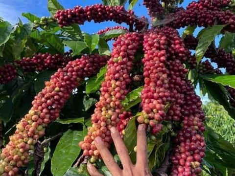 Bản tin nông sản hôm nay (9-4): Giá cà phê giảm sâu, giá hồ tiêu tăng