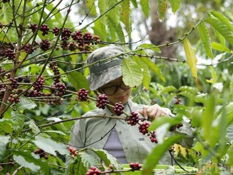 Giá cà phê hôm nay 11/4/2026: Giảm 300 - 400 đồng/kg