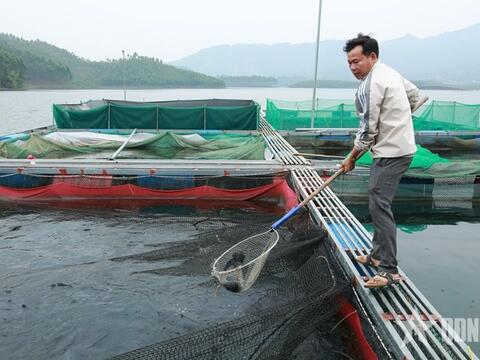 Khai thác lợi thế mặt nước để nuôi cá lồng ở Lào Cai