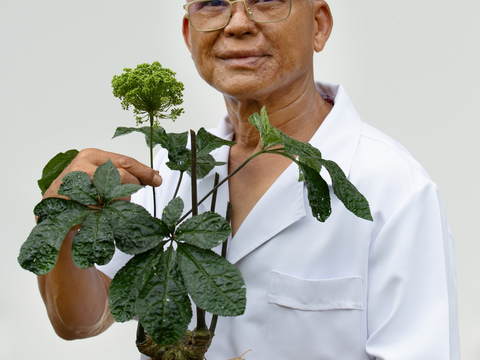 Sâm Ngọc Linh Sơn La: Từ ‘quốc bảo’ đến sinh kế bền vững