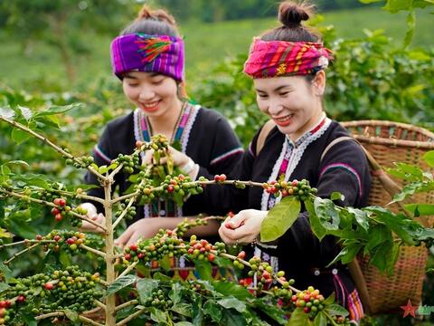 Bản tin nông sản hôm nay (12-4): Giá cà phê, hồ tiêu đồng loạt tăng