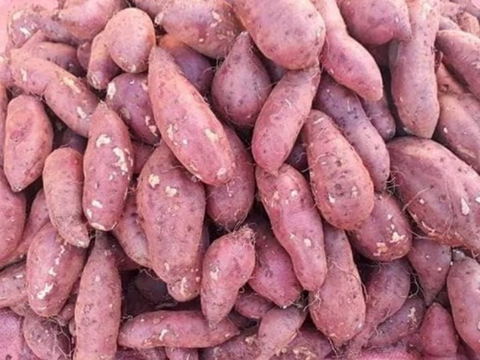 Giá nông sản hôm nay 14/4/2026: Một số mặt hàng có xu hướng tăng nhẹ