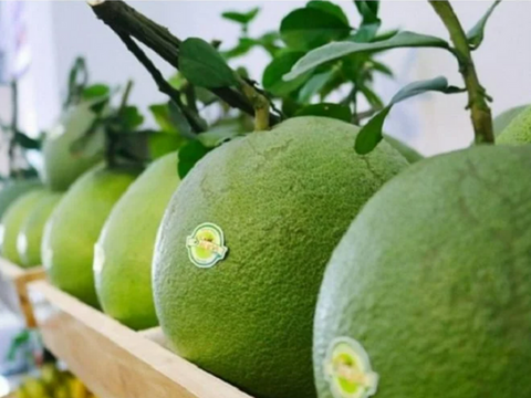 Chính thức mở cửa thị trường Trung Quốc cho quả bưởi, chanh Việt Nam