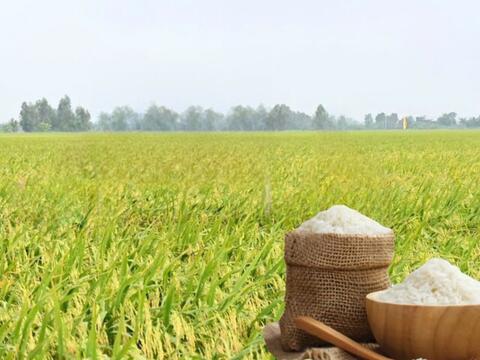 Giá lúa gạo hôm nay ngày 15/4: Thị trường ít biến động