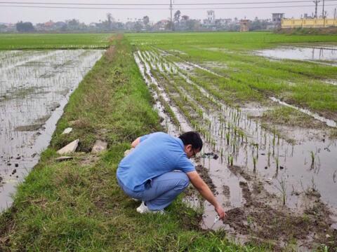Kích hoạt “lá chắn số” chống xâm nhập mặn tại Đồng bằng sông Hồng