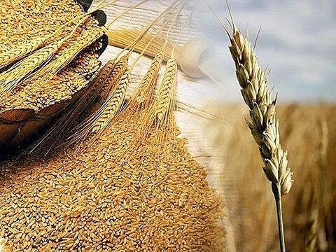 Giá lúa mì tăng mạnh do lo ngại thời tiết, nguồn cung thắt chặt