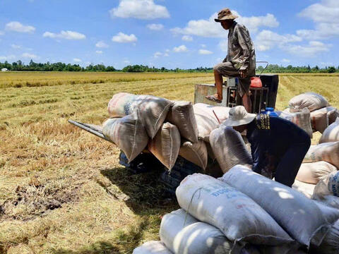TP. Cần Thơ: Ngành Công Thương tăng tốc liên kết tiêu thụ lúa gạo