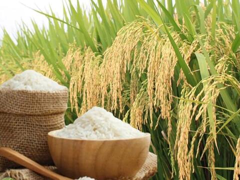 Giá lúa gạo hôm nay ngày 19/4, tuần qua: Gạo xuất khẩu tăng mạnh