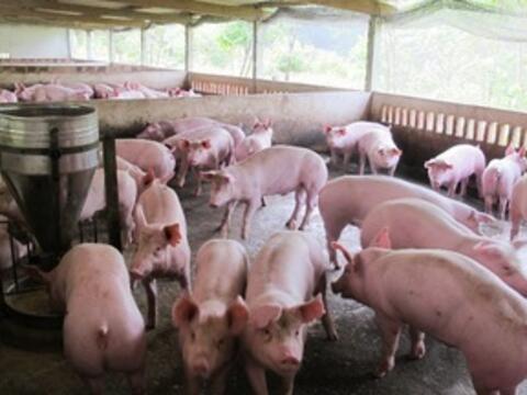 Giá heo hơi hôm nay 19/4/2026: Đi ngang trên cả nước