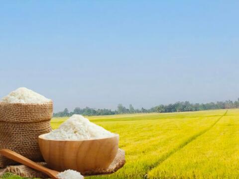 Giá lúa gạo hôm nay ngày 21/4: Gạo nguyên liệu xuất khẩu tăng nhẹ