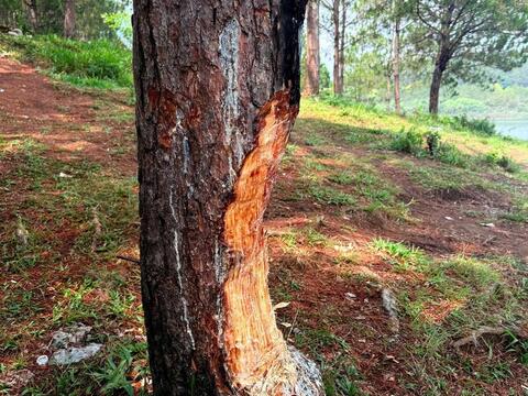 Báo động nạn đẽo cây thông, xả rác tại khu vực hồ Tuyền Lâm Đà Lạt