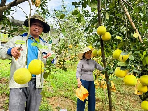 Bưởi Việt Nam đã rộng cửa vào thị trường Australia