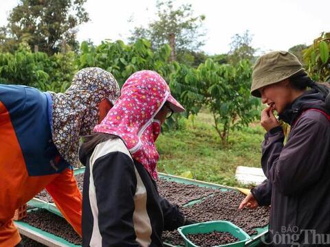 Giá cà phê hôm nay 24/4/2026: Tiếp đà tăng giá