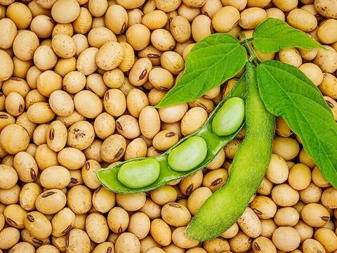 Giá đậu tương bật tăng lên cao